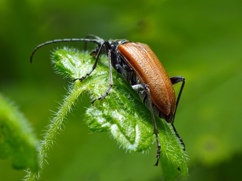 Anisorus quercus Goeze, 1783